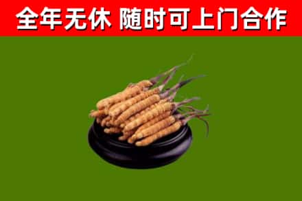 兴隆回收冬虫夏草