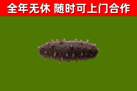 兴隆回收海参干